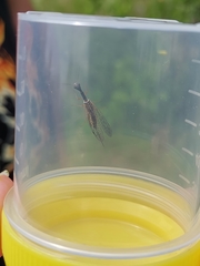 Dichrostigma flavipes