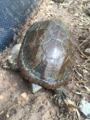 Kinosternon sonoriense