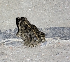 Fejervarya multistriata