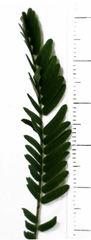 Trullifiorinia acaciae