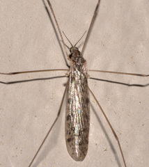 Rhipidia maculata
