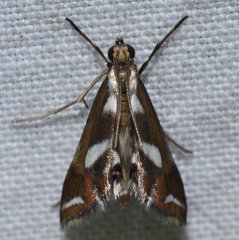 Chrysendeton imitabilis