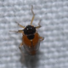 Flavoclypeus andromedus