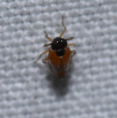 Flavoclypeus andromedus