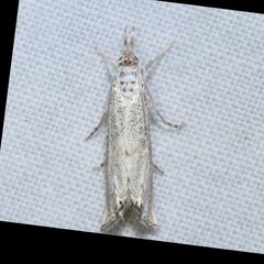 Haimbachia floridalis