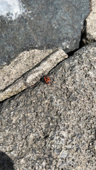 Pyrrhocoris apterus