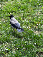 Corvus cornix
