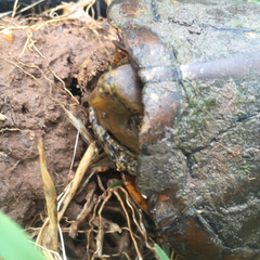 Kinosternon sonoriense