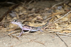 Coleonyx nemoralis