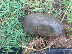 Kinosternon sonoriense