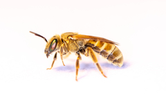 Halictus subauratus