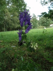 Aconitum variegatum