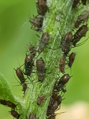 Uroleucon jaceicola