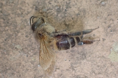Apis mellifera iberiensis