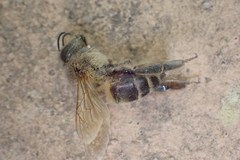 Apis mellifera iberiensis
