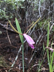 Cleistesiopsis divaricata