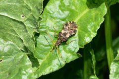 Centrocoris variegatus