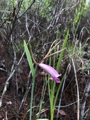 Cleistesiopsis divaricata