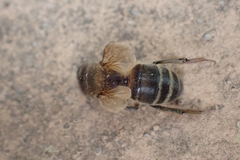 Apis mellifera iberiensis