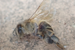 Apis mellifera iberiensis