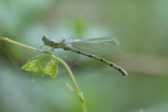 Argia bipunctulata