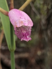 Cleistesiopsis divaricata