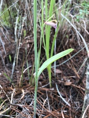 Cleistesiopsis divaricata