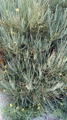 Cytisus scoparius insularis