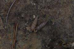 Papillifera papillaris