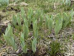 Veratrum californicum