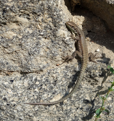 Podarcis muralis