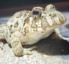 Fejervarya multistriata