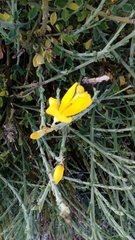Cytisus scoparius insularis