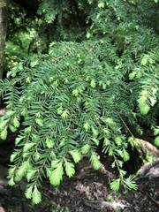 Tsuga heterophylla