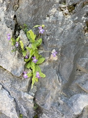 Pinguicula longifolia