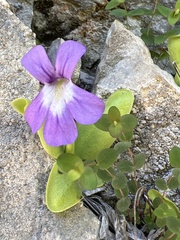 Pinguicula longifolia