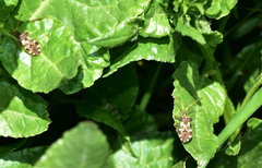 Centrocoris variegatus