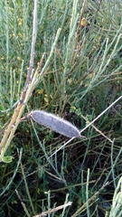 Cytisus scoparius insularis