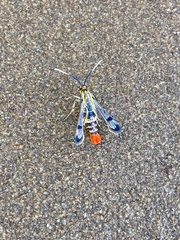 Synanthedon acerrubri