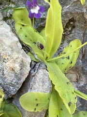 Pinguicula longifolia