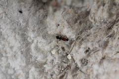 Alysson tricolor