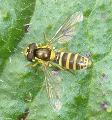 Sphaerophoria sulphuripes