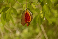 Tabernaemontana donnell-smithii