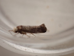 Swammerdamia pyrella