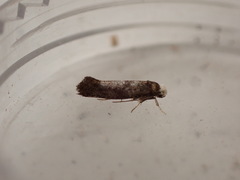 Swammerdamia pyrella