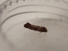 Swammerdamia pyrella