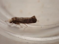 Swammerdamia pyrella