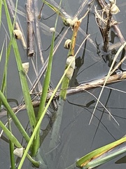 Littoraria irrorata