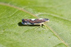 Diedrocephala variegata