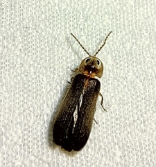 Phausis reticulata